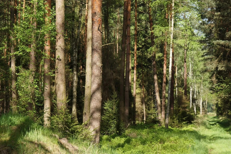 В Лидском районе в лес пойти можно: в Беларуси начинают снимать запреты на посещение лесов